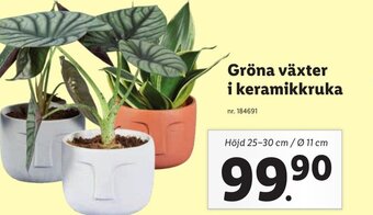 Lidl Gröna växter i keramikkruka erbjuda