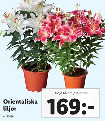Orientaliska liljor