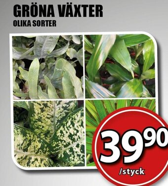 Extra Mjällby Stormarknad GRÖNA VÄXTER erbjuda
