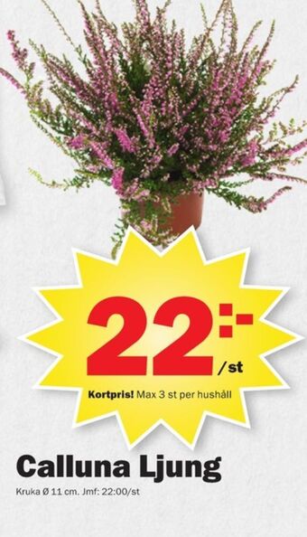 Pekås Kronfågel krukväxt erbjuda