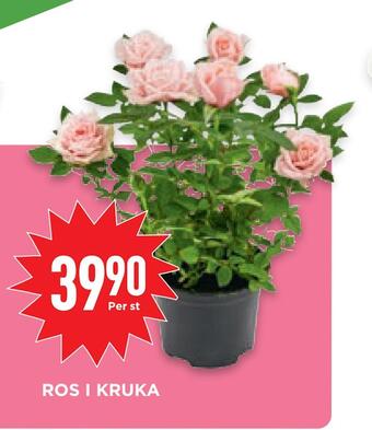 Willys Hemma Ros i kruka erbjuda