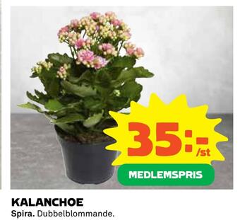 Coop Daglivs Kalanchoe erbjuda