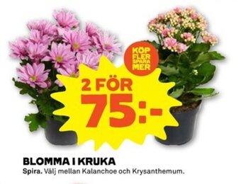 Stora Coop Spira Blomma I Kruka erbjuda