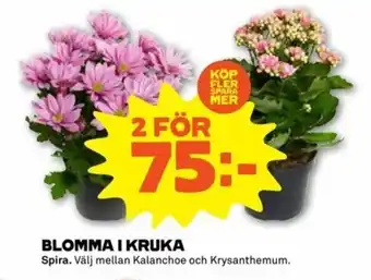 Spira Blomma I Kruka