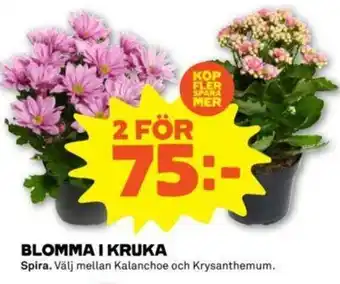 Spira Blomma I Kruka
