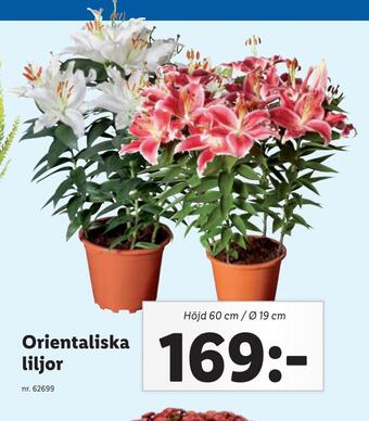 Lidl Orientaliska liljor erbjuda