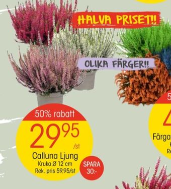 EKO Axe plantor erbjuda