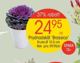 EKO Axe plantor erbjuda