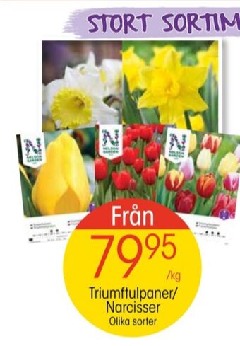 EKO Nelson garden blomsterlökar erbjuda