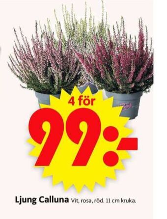 Ica plantor