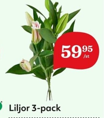 Hemköp Liljor 3-pack erbjuda