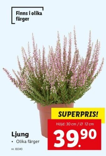 Lidl Ljung erbjuda