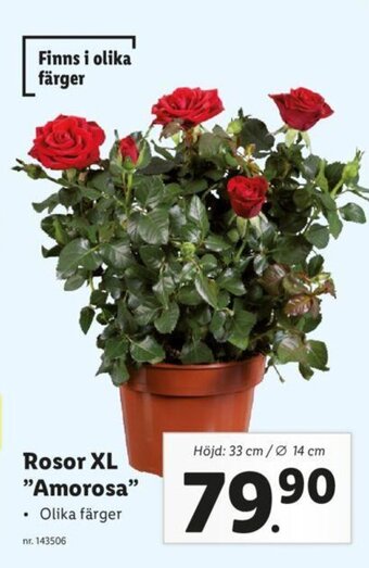 Lidl Rosor XL "Amorosa" erbjuda