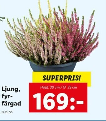 Lidl Ljung, fyr-färgad erbjuda