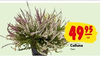 Top plantor