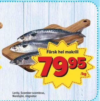 Leröy makrill