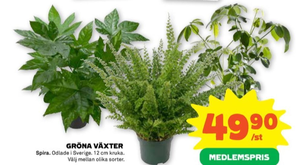 Stora Coop Spira krukväxt erbjuda