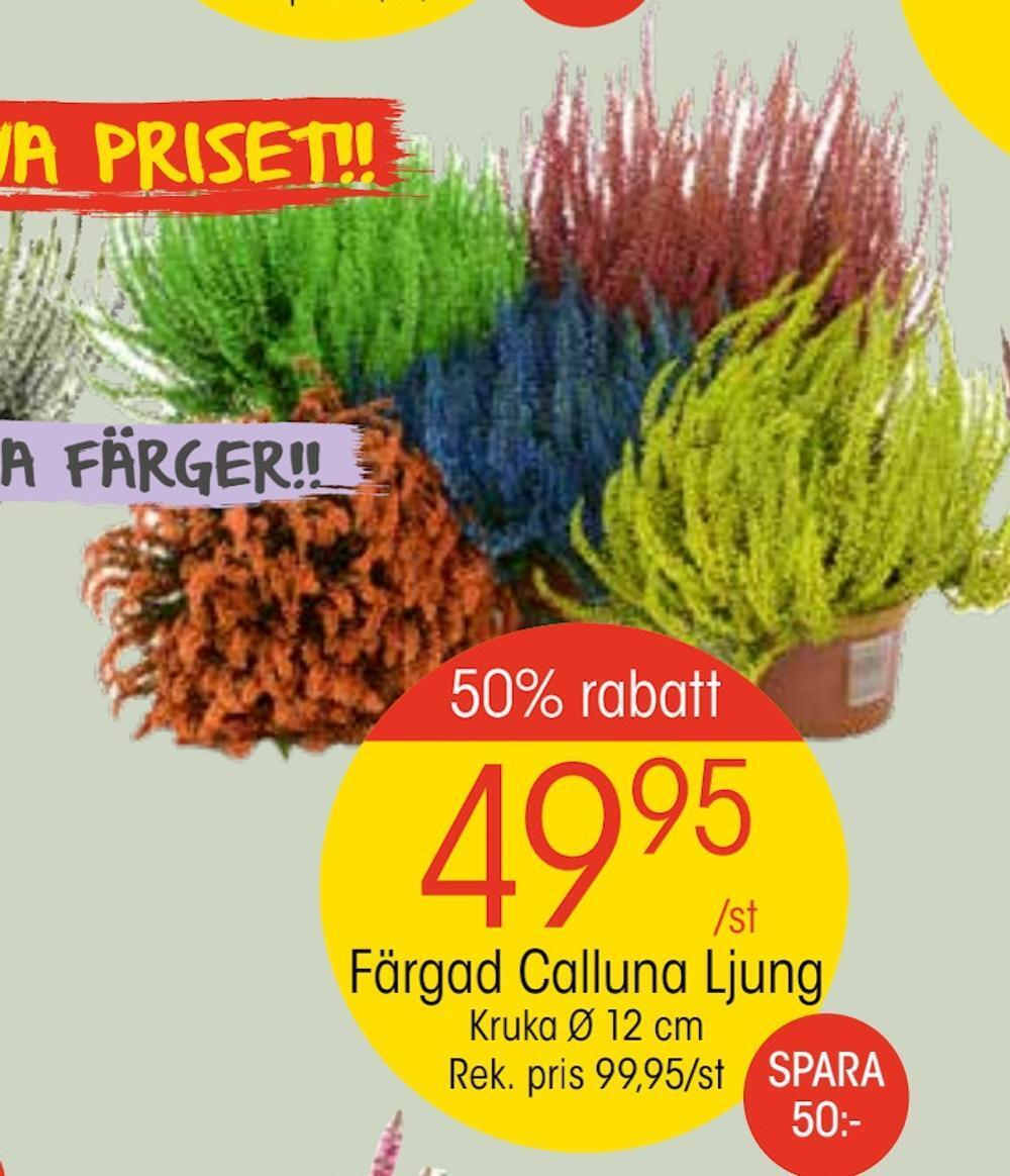 EKO Färgad calluna ljung erbjuda