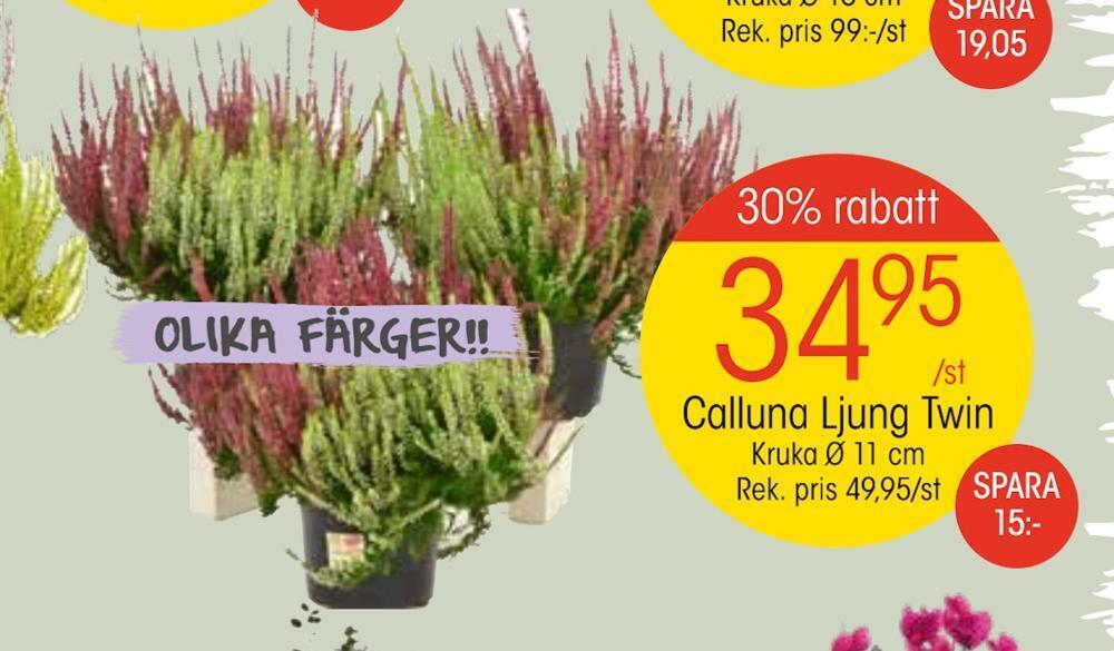 EKO Calluna ljung twin erbjuda