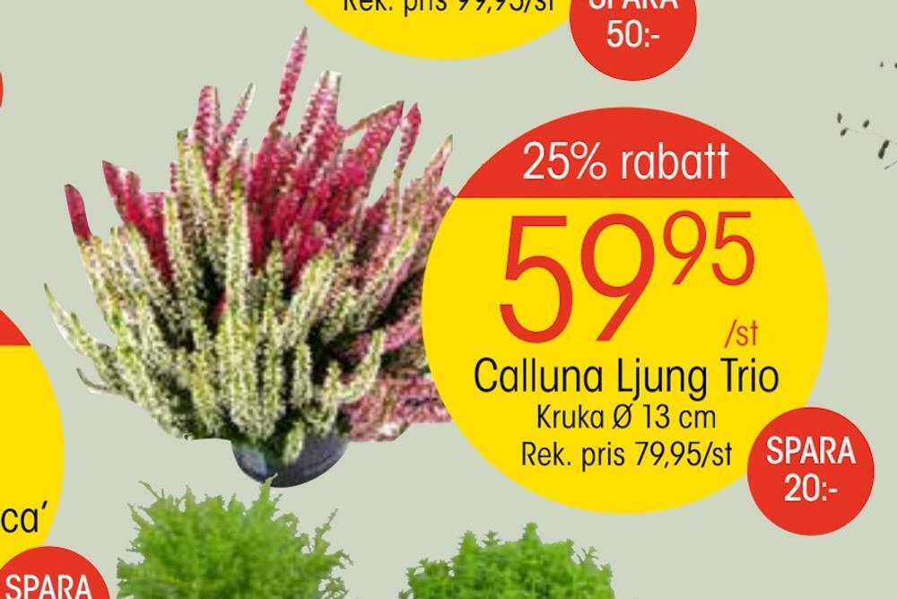 EKO Calluna ljung trio erbjuda