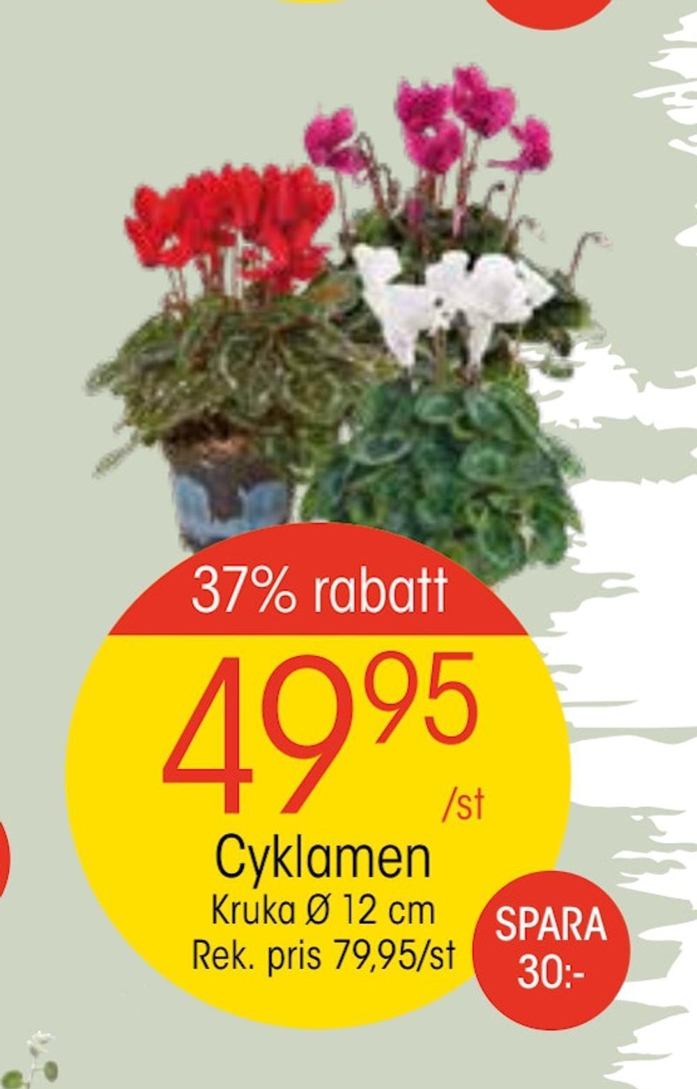 EKO Cyklamen erbjuda