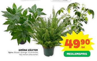 Stora Coop Gröna växter erbjuda