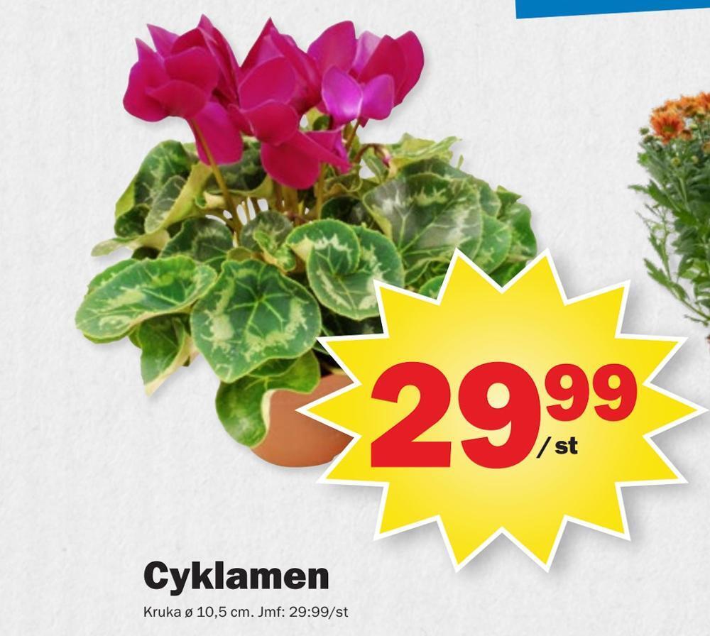 Pekås Cyklamen erbjuda