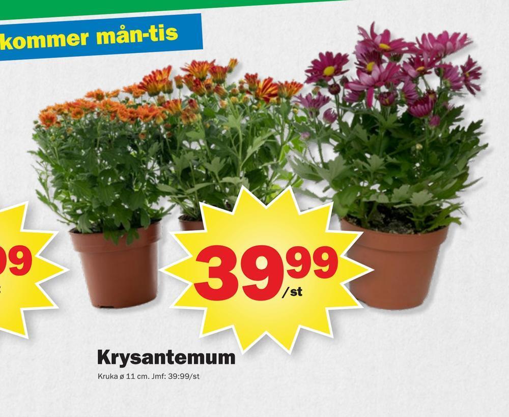 Pekås Krysantemum erbjuda