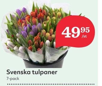 Hemköp Svenska tulpaner 7-pack erbjuda