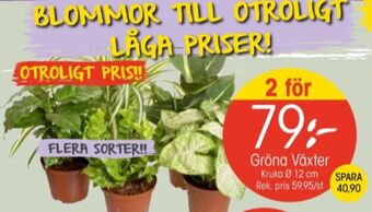 EKO Lego krukväxt erbjuda
