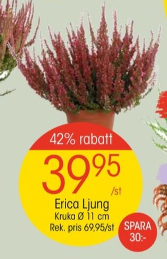 EKO Finish krukväxt erbjuda