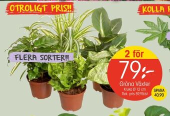 EKO Finish krukväxt erbjuda