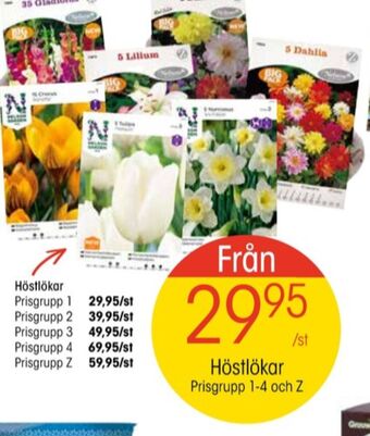 EKO Nelson garden blomsterlökar erbjuda