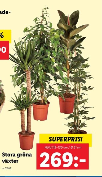 Lidl Stora gröna växter erbjuda