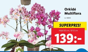 Lidl Orkidé Multiflora erbjuda