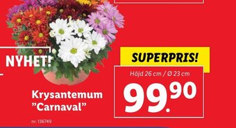 Lidl Krysantemum "Carnaval" erbjuda