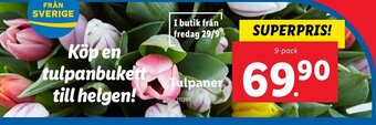 Lidl Tulpaner erbjuda
