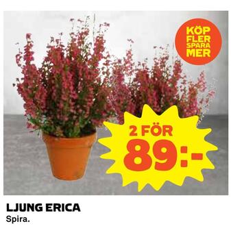 Coop Daglivs Ljung erica erbjuda