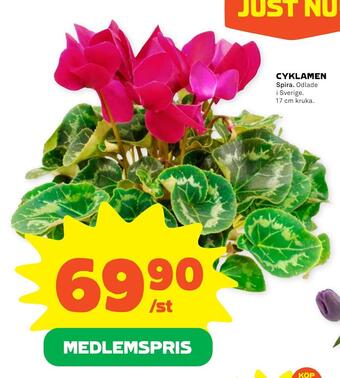 Stora Coop Cyklamen erbjuda