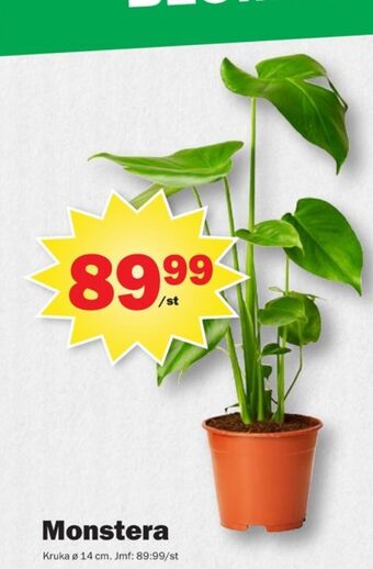 Pekås Coop krukväxt erbjuda