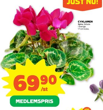 Stora Coop Spira krukväxt erbjuda
