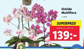 Lidl Orkidé multiflora erbjuda