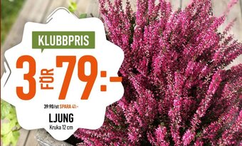 Granngården LJUNG Kruka 12 cm erbjuda