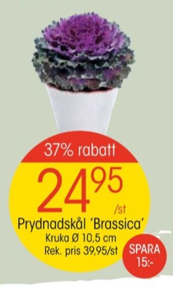 EKO Depend plantor erbjuda