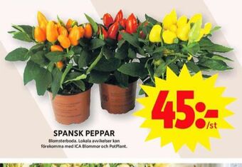 ICA Maxi Blomsterboda plantor erbjuda