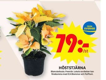 ICA Maxi Blomsterboda krukväxt erbjuda