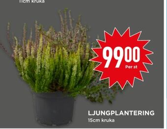 Willys Hemma Garden girl plantor erbjuda
