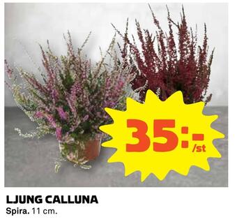 Coop Konsum Ljung calluna erbjuda