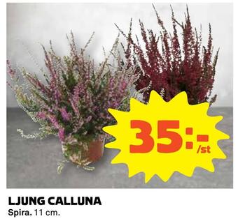 Coop Ljung calluna erbjuda