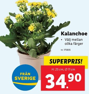 Lidl Kalanchoe erbjuda
